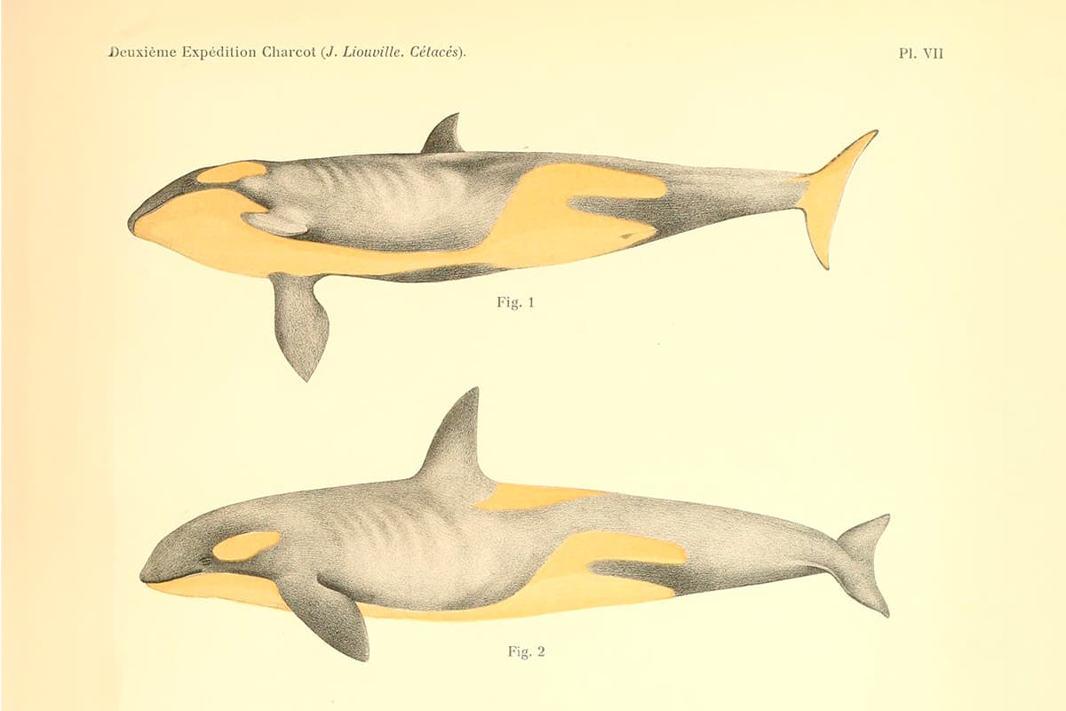 Las 'naciones' secretas de las orcas: por qué comen, cazan y se comunican de forma diferente en el Estrecho o Canadá