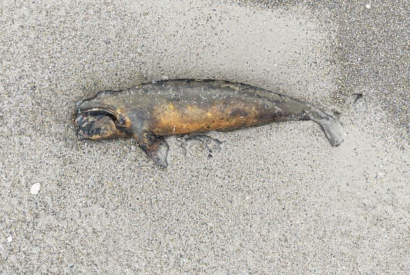 Una bacteria, posible causa del récord de muertes de crías de ballena en la Patagonia argentina