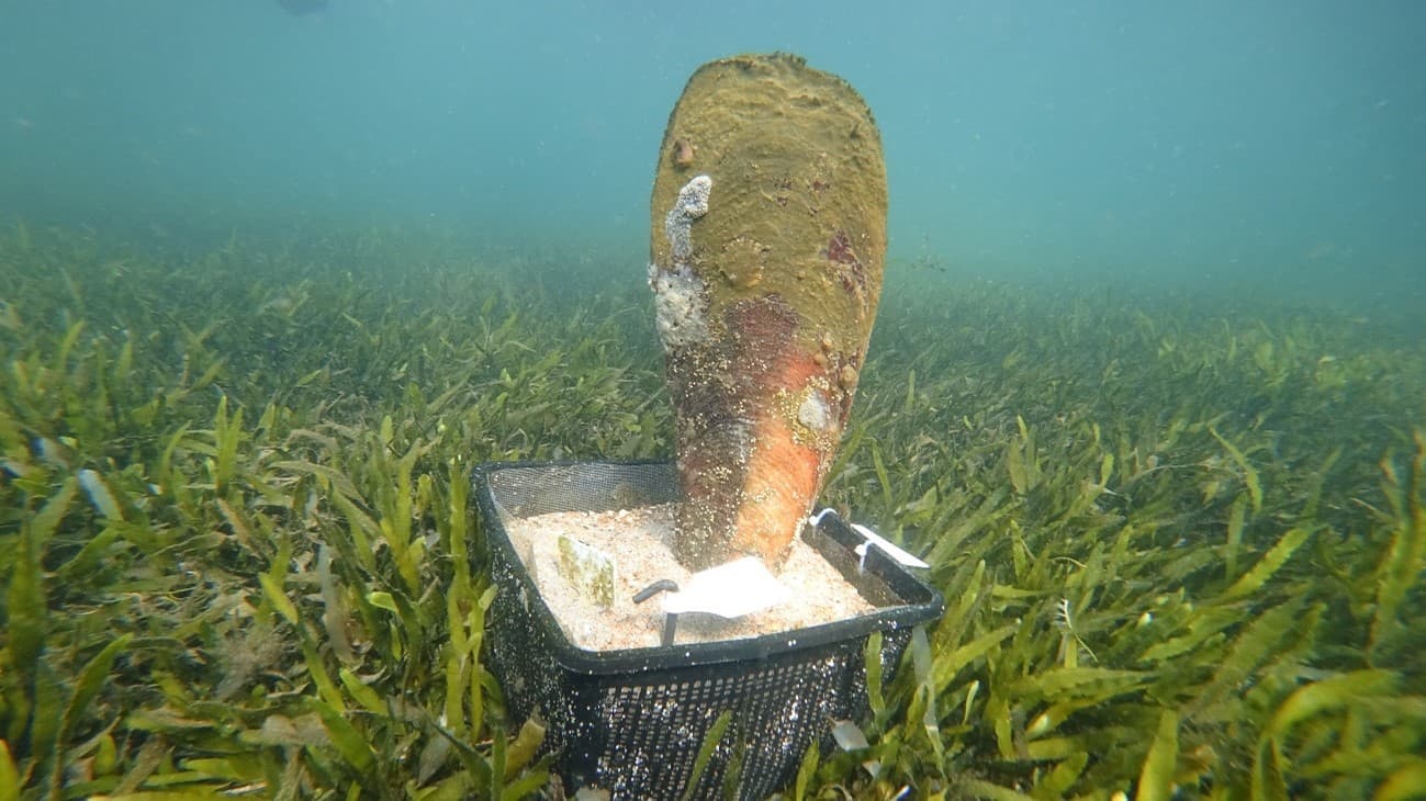Las nacras renacen en el Mar Menor: 450 nuevos ejemplares, una salinidad controlada y un sentimiento de "prudencia"