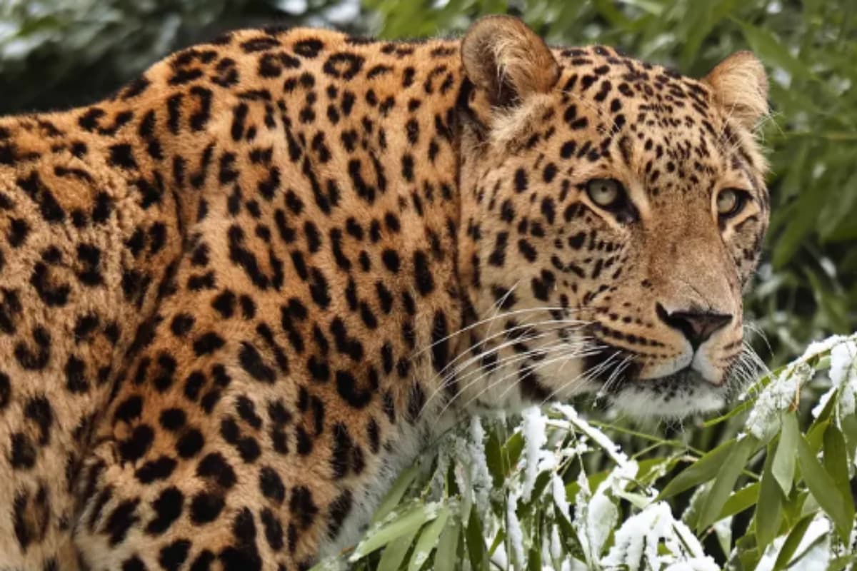 Una empleada de un zoo de Países Bajos muere por las heridas sufridas en el ataque de una pantera