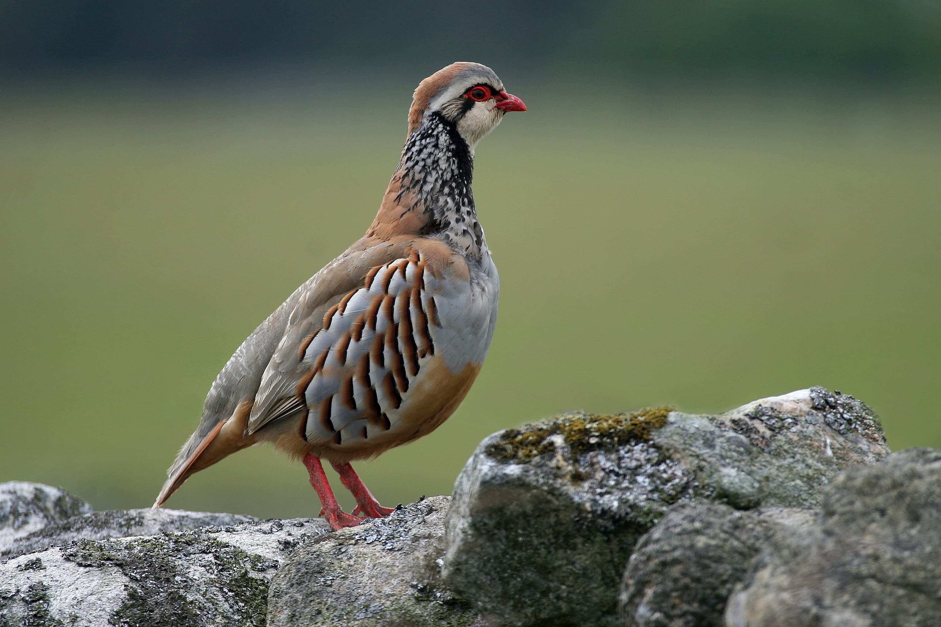 La Justicia suspende la caza de la perdiz roja y otras ocho especies de aves en Madrid justo cuando acaba de comenzar la temporada