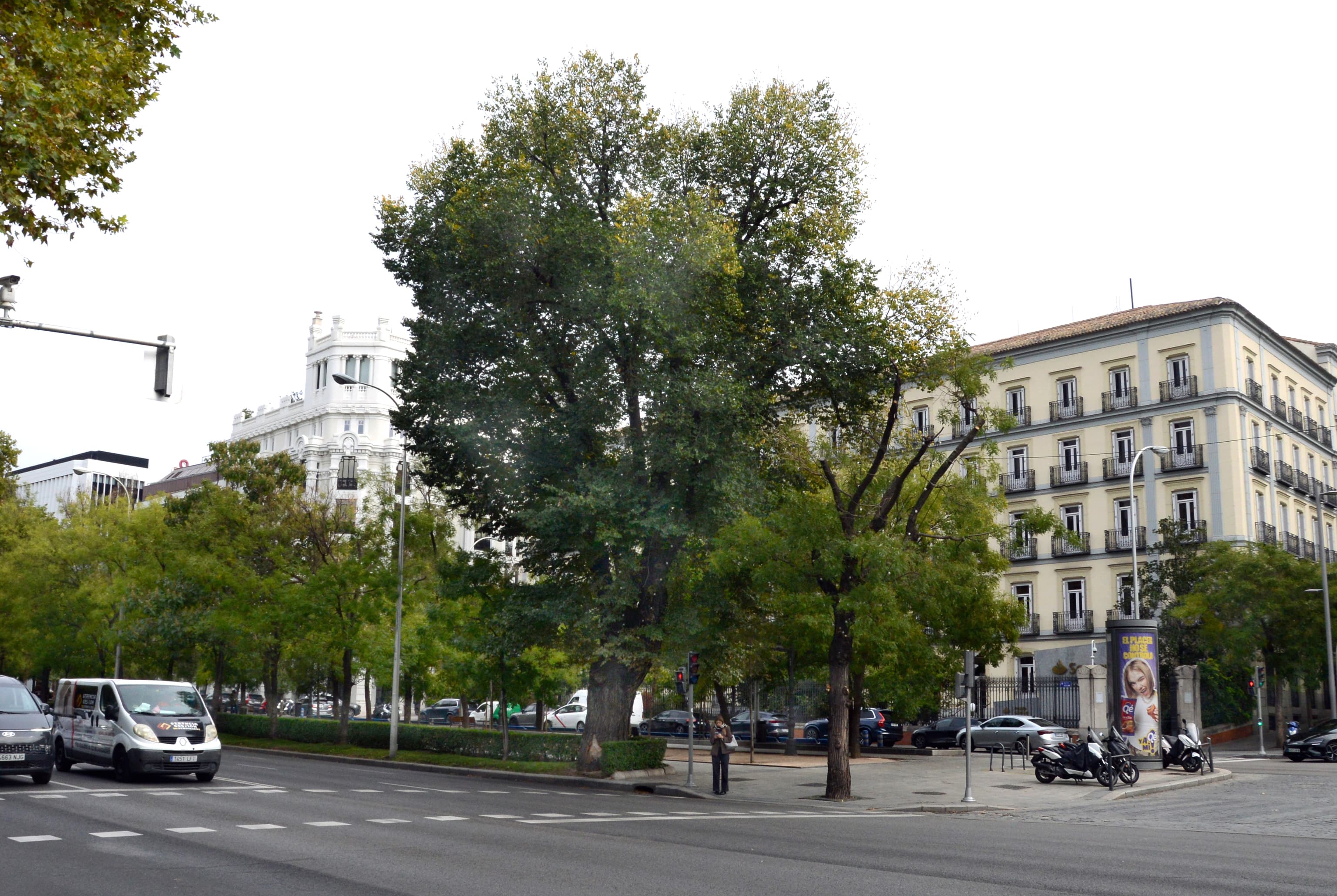 Los secretos del árbol más antiguo de la capital: casi 200 años, heredero del 'Gran Capitán' de Goya, resistente a la contaminación y ubicado en una esquina 'premium'