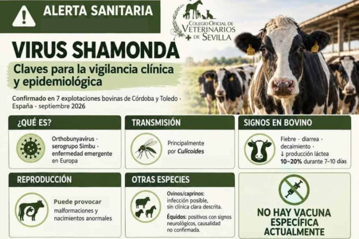 Muere en Francia una persona con el virus shamonda, que se creía no transmisible al hombre